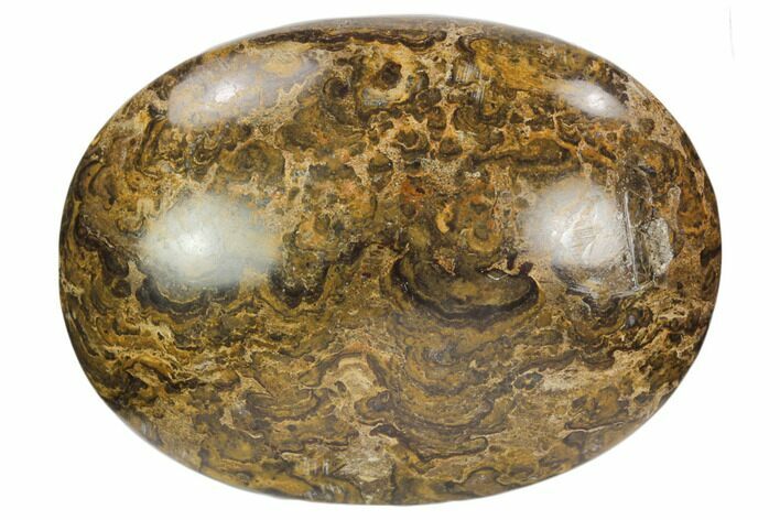 Polished Stromatolite (Greysonia) Pebble - Bolivia #126355